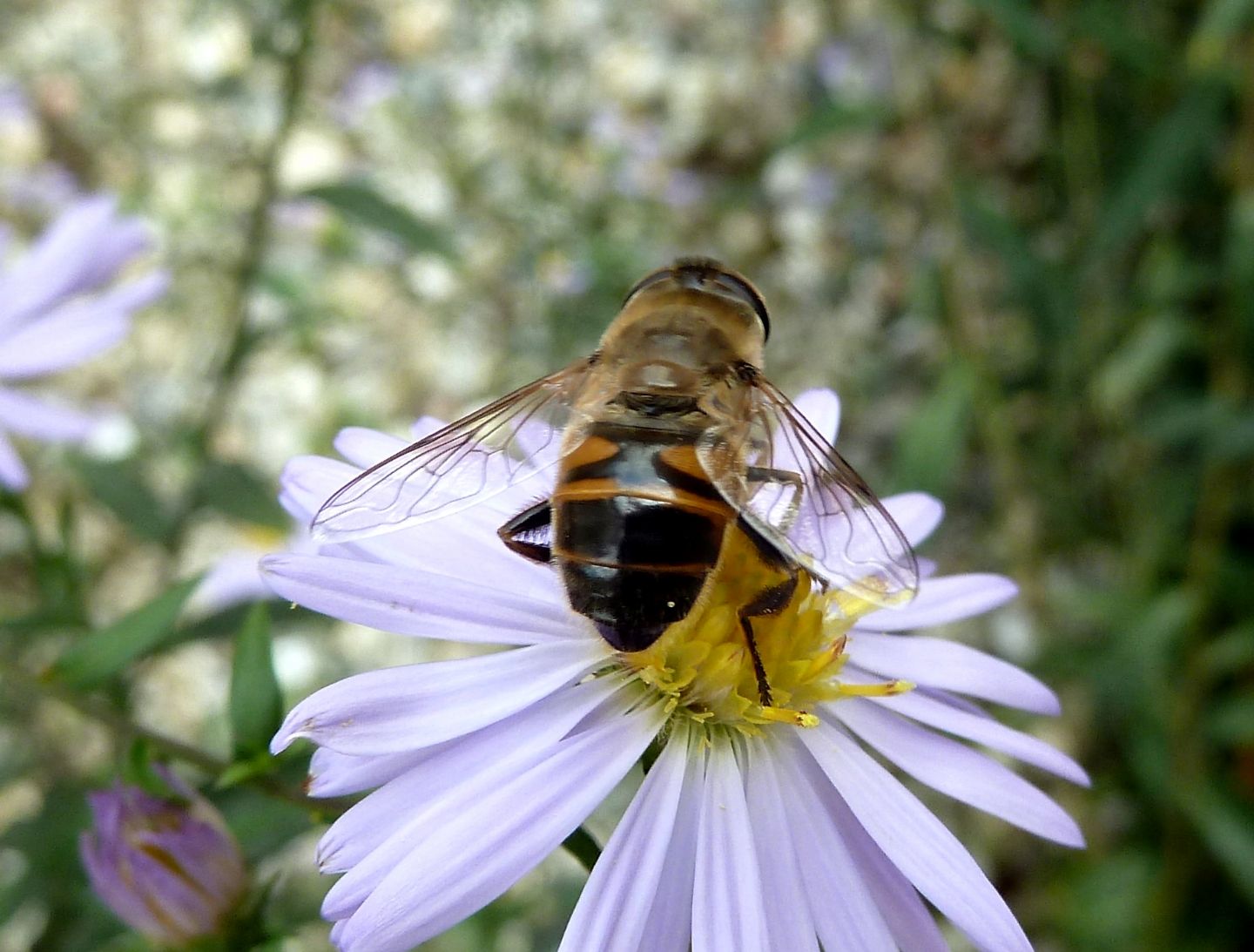 Femmina e maschio di Eristalis tenax